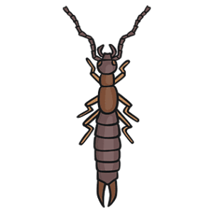 Earwig PNG