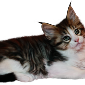 Cat PNG