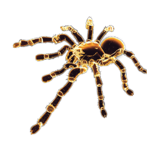Spider PNG image