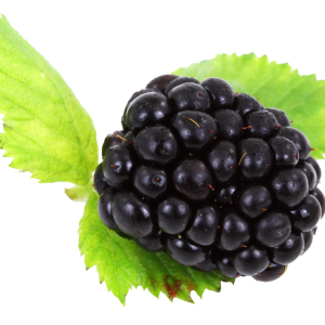 Blackberry PNG