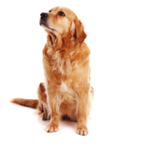 dog PNG image