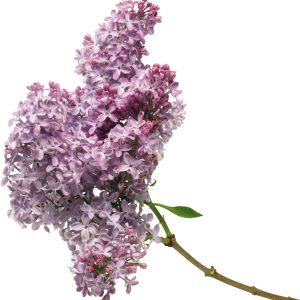 Lilac PNG