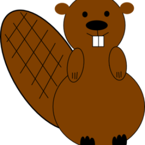 Beaver PNG