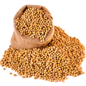 Soybean PNG