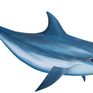 Dolphin PNG image