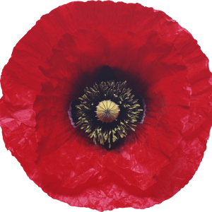 Poppy flower PNG