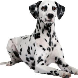 Dalmatian PNG dog