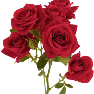 Rose PNG