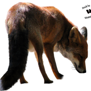 Fox PNG