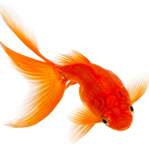 Goldfish PNG