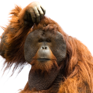 Orangutan PNG