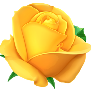 Rose PNG