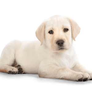 Labrador Retriever PNG