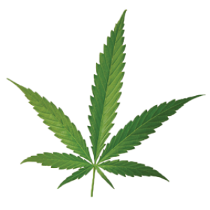 Cannabis PNG