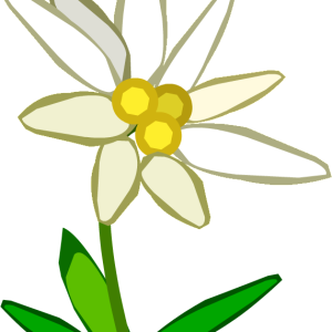Edelweiss PNG