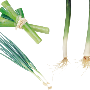 Leek PNG