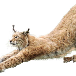 Lynx PNG