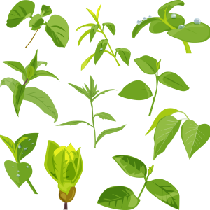 Green leaves picture PNG