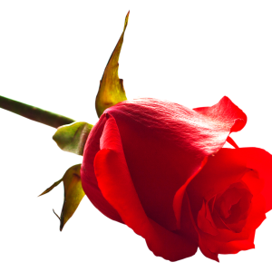 Rose PNG