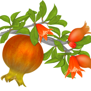 Pomegranate PNG