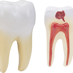 Tooth PNG image