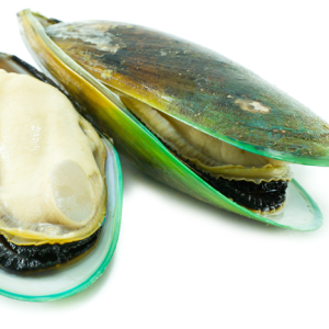Mussel PNG