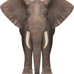 Elephant PNG