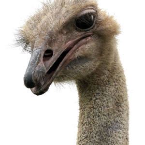 Ostrich PNG