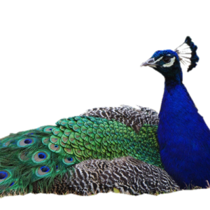 Peacock PNG