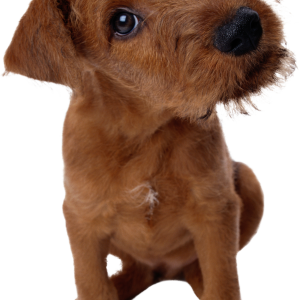 Dog PNG