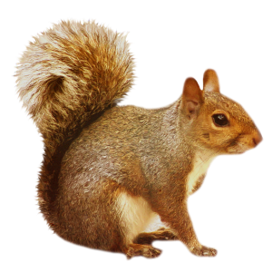 Squirrel PNG
