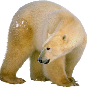 Polar white bear PNG