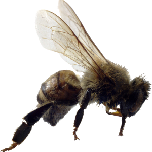 Bee PNG image