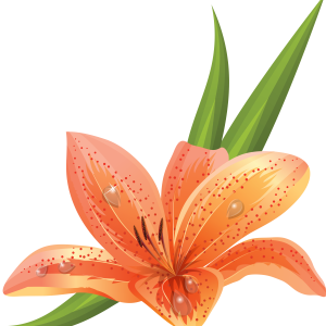Lilium PNG