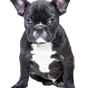 Bulldog french PNG