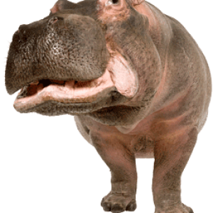 Hippo PNG