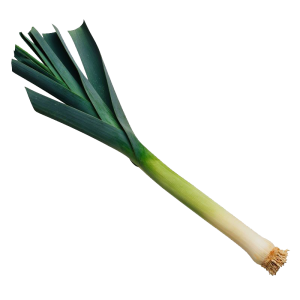 Leek PNG