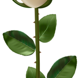 Rose PNG