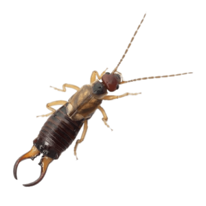 Earwig PNG