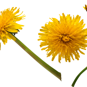 Dandelion PNG