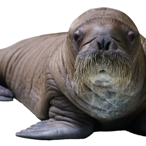Walrus PNG image