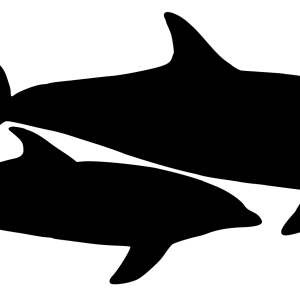 Dolphin PNG