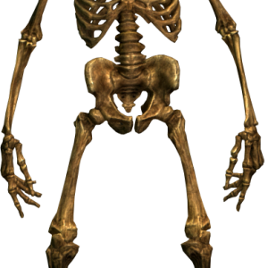 Skeleton PNG image