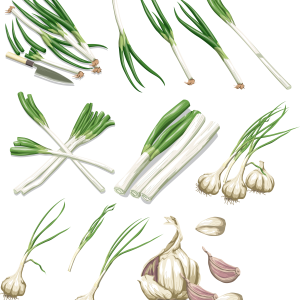 Leek PNG