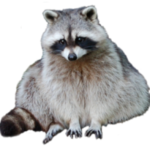 Raccoon PNG