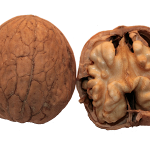 Walnut PNG