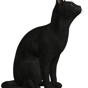 Cat looking at PNG