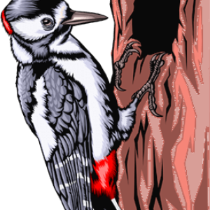 Woodpecker PNG