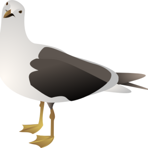 Gull PNG