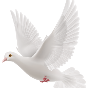 Pigeon PNG